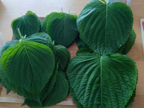 えごまの葉 150枚 エゴマの葉 韓国料理 農薬不使用 キムチ オマケします。