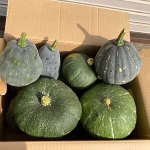 4玉 かぼちゃ 無農薬 農家直送 カボチャ 南瓜