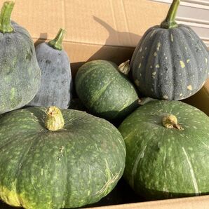 かぼちゃ 無農薬 農家直送 3玉 カボチャ 南瓜