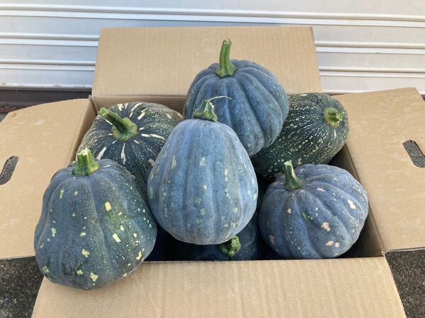 かぼちゃ 5玉無農薬 農家直送 島 カボチャ 南瓜