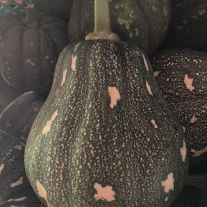 かぼちゃ 5玉無農薬 農家直送 島カボチャ 南瓜