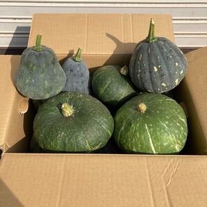 かぼちゃ 5玉 無農薬 農家直送 カボチャ 南瓜