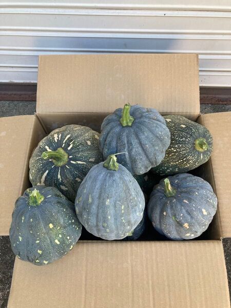 かぼちゃ 4玉 無農薬 農家直送 島 カボチャ 南瓜