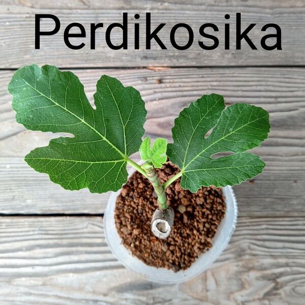 Perdikosika いちじく苗木