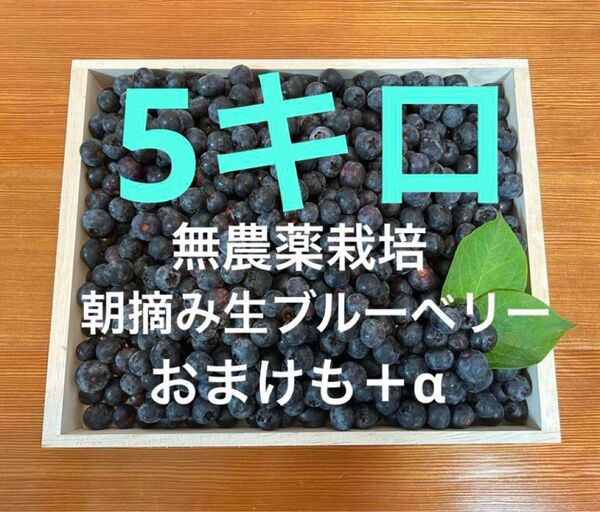 無農薬栽培☆摘みたて生ブルーベリー5キロ!感謝特価