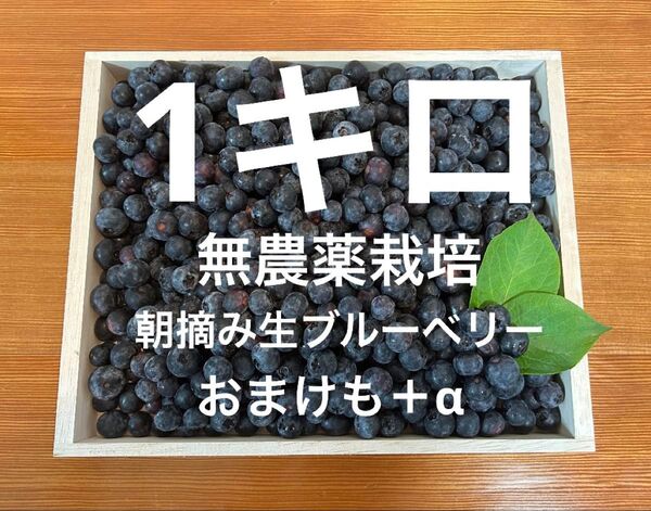 無農薬栽培☆摘みたて生ブルーベリー1キロ!
