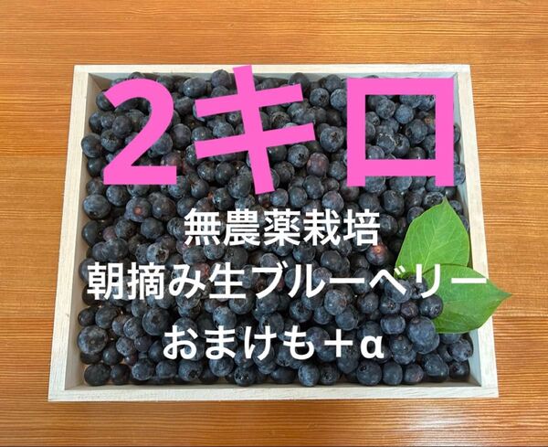 無農薬栽培☆摘みたて生ブルーベリー2キロ!