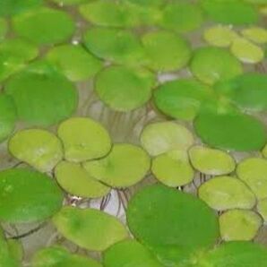 ウキクサ 浮草 約30株