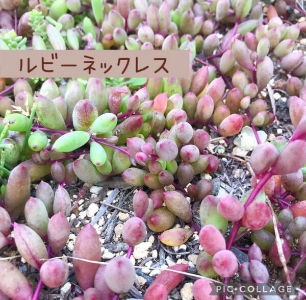 多肉植物 ルビーネックレス カット苗
