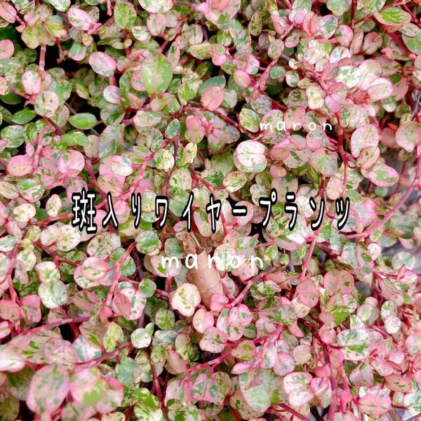 グランドカバー 観葉植物 斑入りワイヤープランツ カット苗