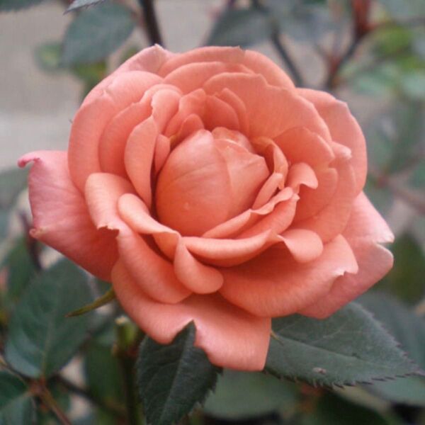 正規品 人気の希少 オレンジからピンク ミニバラ 薔薇苗 四季咲き 大苗 アンティークカラー T