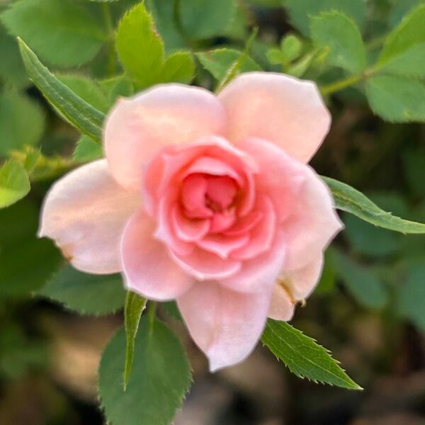 正規品 可愛いピーチなミニバラ 薔薇苗 四季咲き 大苗
