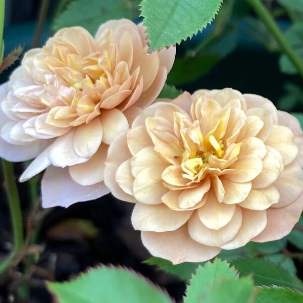正規品 アンティークカラー ポンポン咲き ミニバラ 薔薇苗 四季咲き 大苗