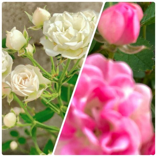 ホワイトウッズ リトルウッズ 2鉢 ミニバラ 薔薇苗 四季咲き 大苗 ミニバラ苗 ミニバラ バラ苗