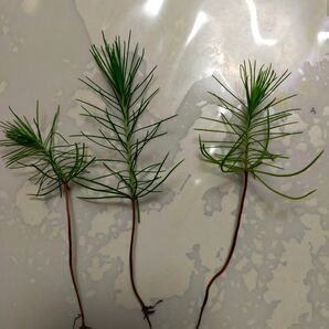 大王松の苗木 3本、オルレア種