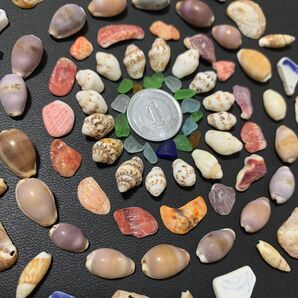 no.168 天然 貝殻 巻貝 二枚貝 シー陶器 シーグラス セット