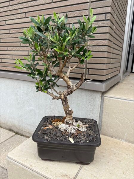 古木オリーブ 盆栽