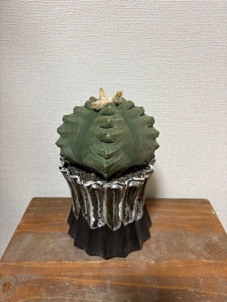 アストロフィツム 亀甲碧瑠璃鸞鳳玉