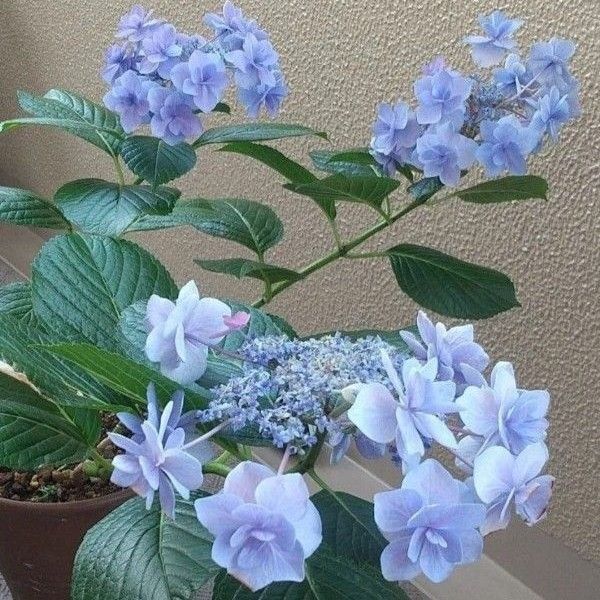 がく紫陽花 根無し挿し穂 ネコポス発送