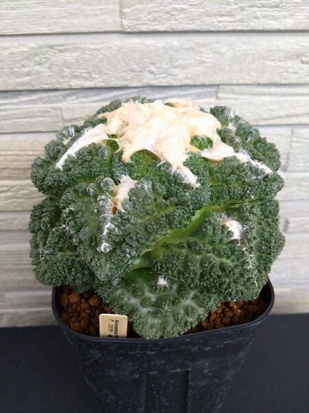 アリオカルプス属 ゴジラ サボテン 多肉植物