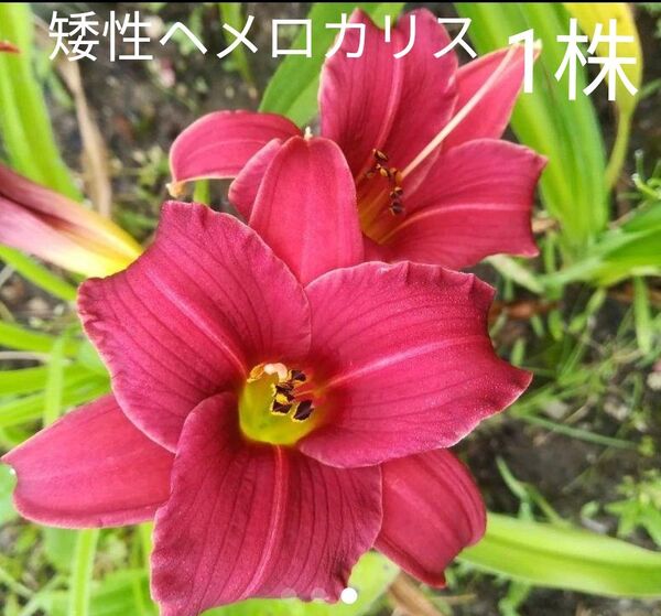 矮性ヘメロカリス1株