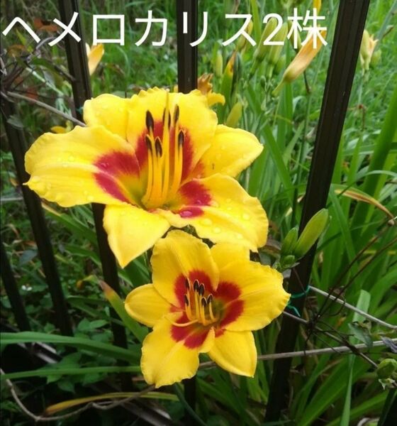 ヘメロカリス2株