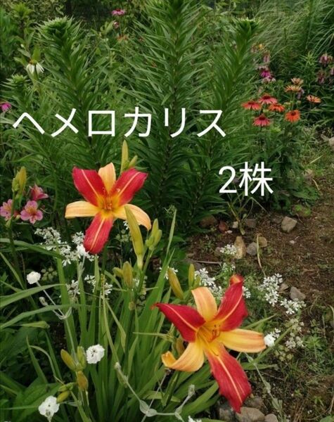 ヘメロカリス2株