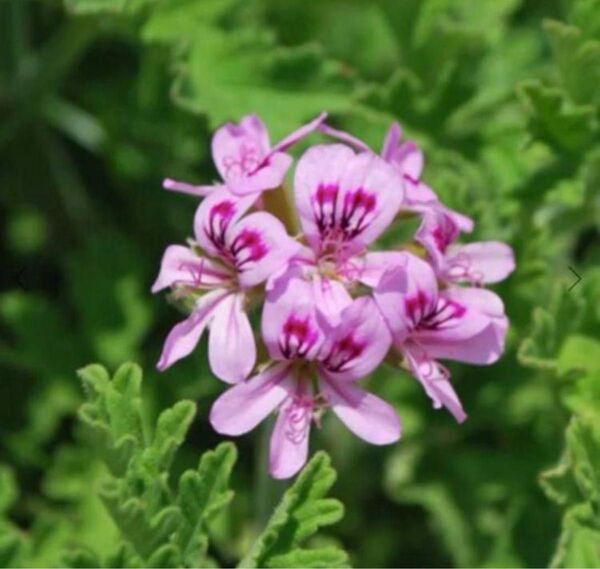 【無農薬】ローズゼラニウム 苗 ローズ 薔薇の香り 芳香 蚊除け b