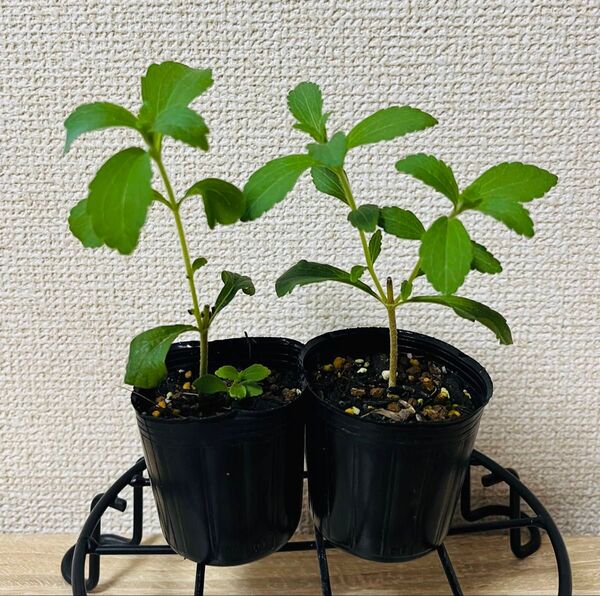 【無農薬・有機栽培】ハーブ ステビア 2苗セット f