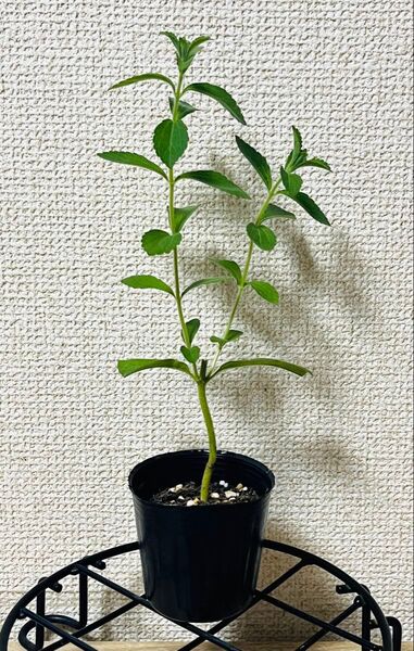 【無農薬・有機栽培】ハーブ ステビア 苗 8