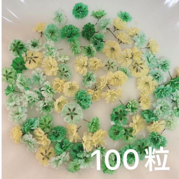 グリーン系 かすみ草ドライフラワー100粒