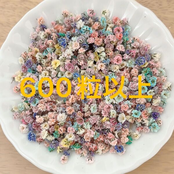 ★訳あり★600粒以上かすみ草