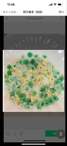 グリーン系 かすみ草ドライフラワー100粒