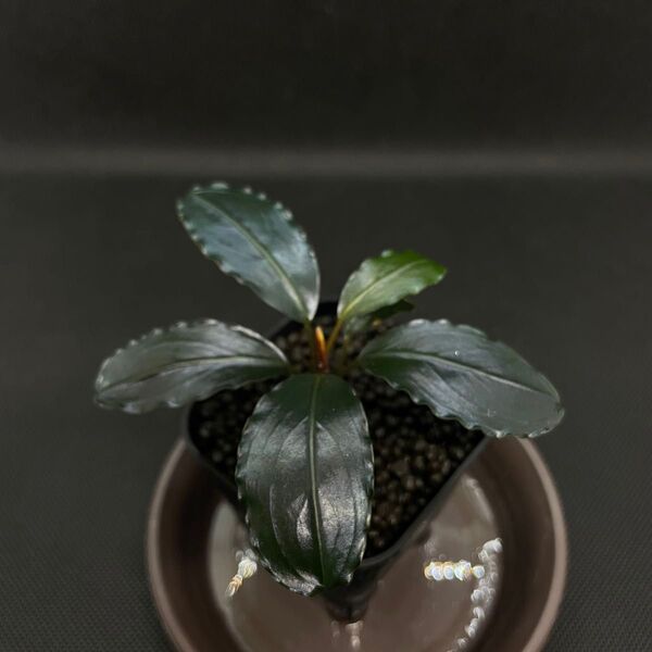 ブセファランドラ/Bucephalandra sp.NangaTaman/TB