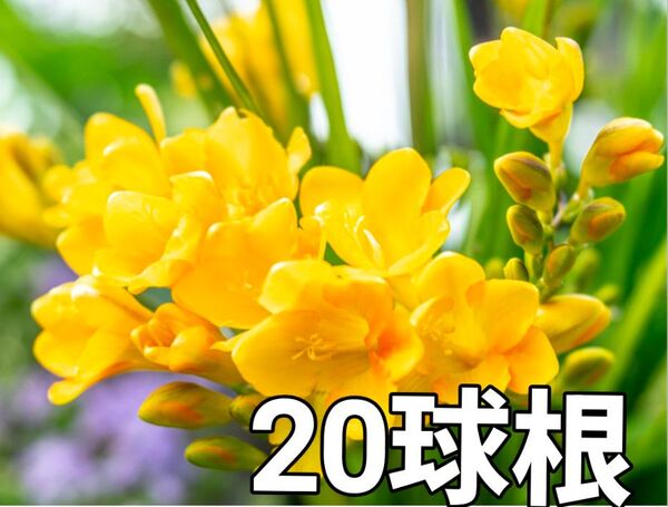フリージア 球根