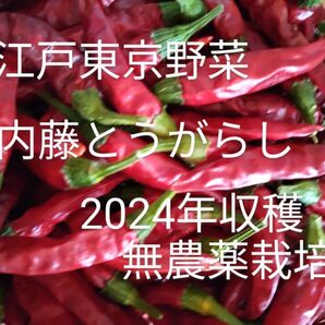 江戸東京野菜 内藤とうがらし 50本