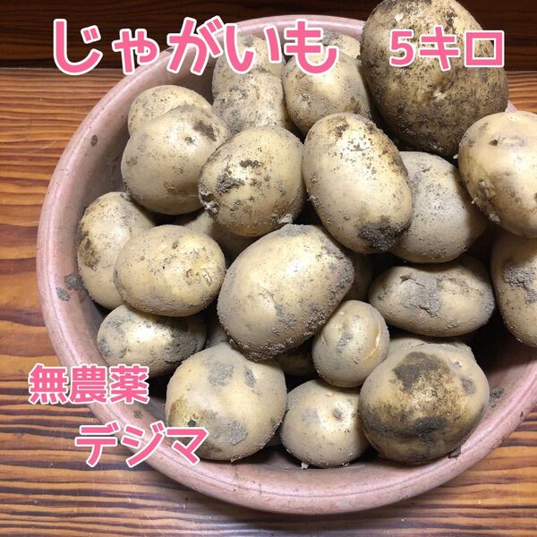 無農薬ジャガイモ デジマ 5キロ ③