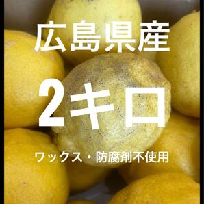 訳あり!広島県産レモン約2キロ
