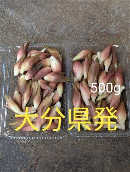 みょうが 500g