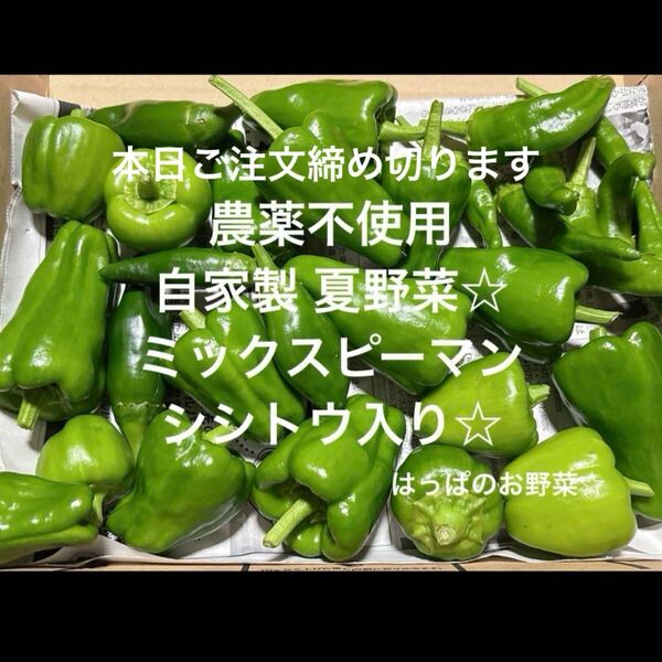 農薬不使用栽培 自家栽培 野菜詰め合わせ ピーマン シシトウ 夏野菜 野菜セット 無農薬野菜☆