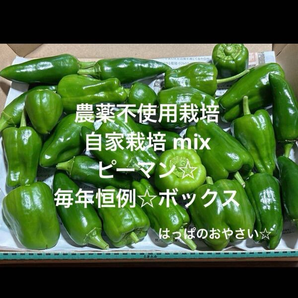 農薬不使用栽培 自家栽培 野菜詰め合わせ ミックス ピーマン やみつき☆ コンパクト 無農薬 野菜セット☆