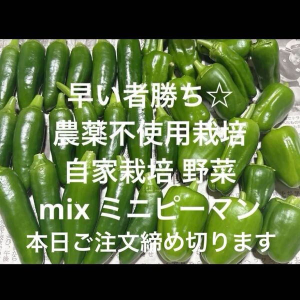農薬不使用栽培 自家栽培 野菜詰め合わせ 無農薬野菜 ミックス ミニピーマン 野菜セット