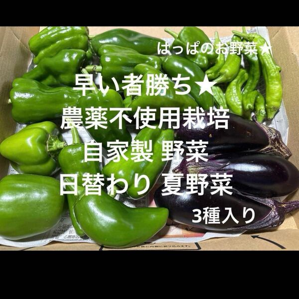 農薬不使用栽培 自家栽培 野菜詰め合わせ おまかせ 夏野菜 無農薬 野菜セット