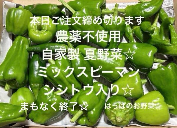 まもなく終了☆ 農薬不使用栽培 自家栽培 野菜詰め合わせ ピーマン シシトウ 夏野菜 野菜セット 無農薬野菜☆