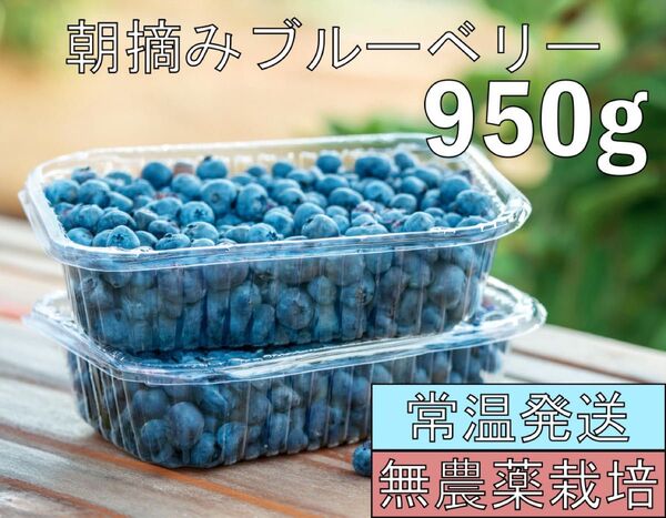 無農薬!常温発送!ブルーベリー 950g