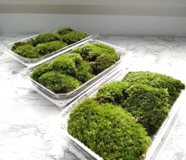 天然 山苔 ☆ 3パック ホソバオキナゴケ 盆栽 苔玉 アクアリウム