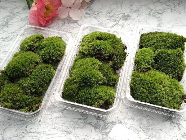 天然 山苔 ☆ 3パック ホソバオキナゴケ 盆栽 苔玉 アクアリウム 苔