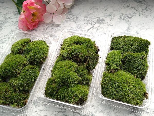 【美品】 天然 山苔 ☆ 3パック ホソバオキナゴケ 盆栽 苔玉 アクアリウム 苔 ブレビ苔