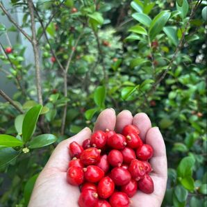 数量限定・シダーベイチェリー(Cedar Bay Cherry)種子【5粒】