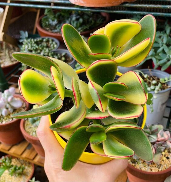 金のなる木 黄金花月錦 ピンク斑入り 多肉植物 金運 縁起の良い植物 1抜き苗 美苗 大苗